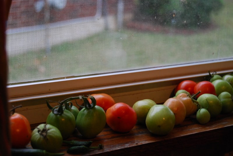 Tomatoes! Tomatoes in January. Only in Texas!