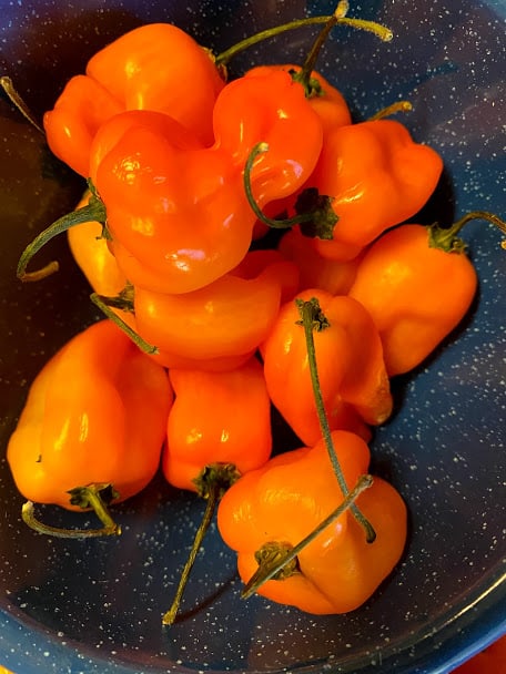 bowl of fresh habanero peppers